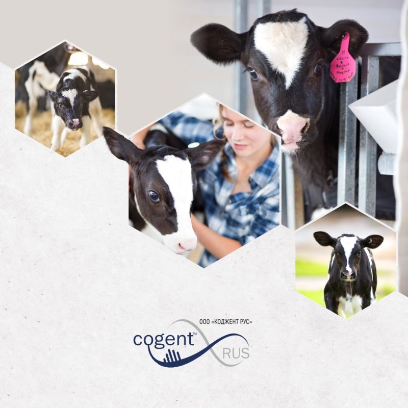 ООО "Коджент Рус"